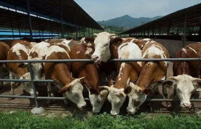 養(yǎng)殖污水處理設(shè)備是如何處理污水并實現(xiàn)排放達(dá)標(biāo)的？