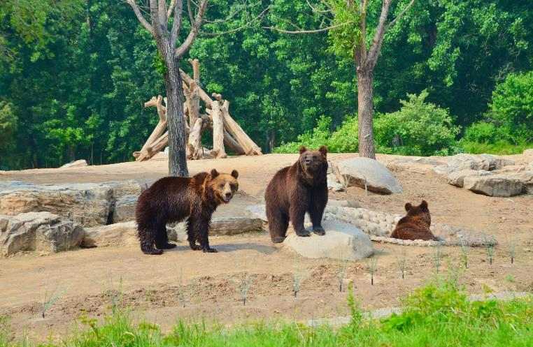 野生動物園污水處理方法|方案|工藝流程