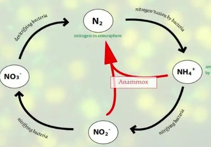 氨氧化細(xì)菌有什么作用（氨化細(xì)菌作用是什么）